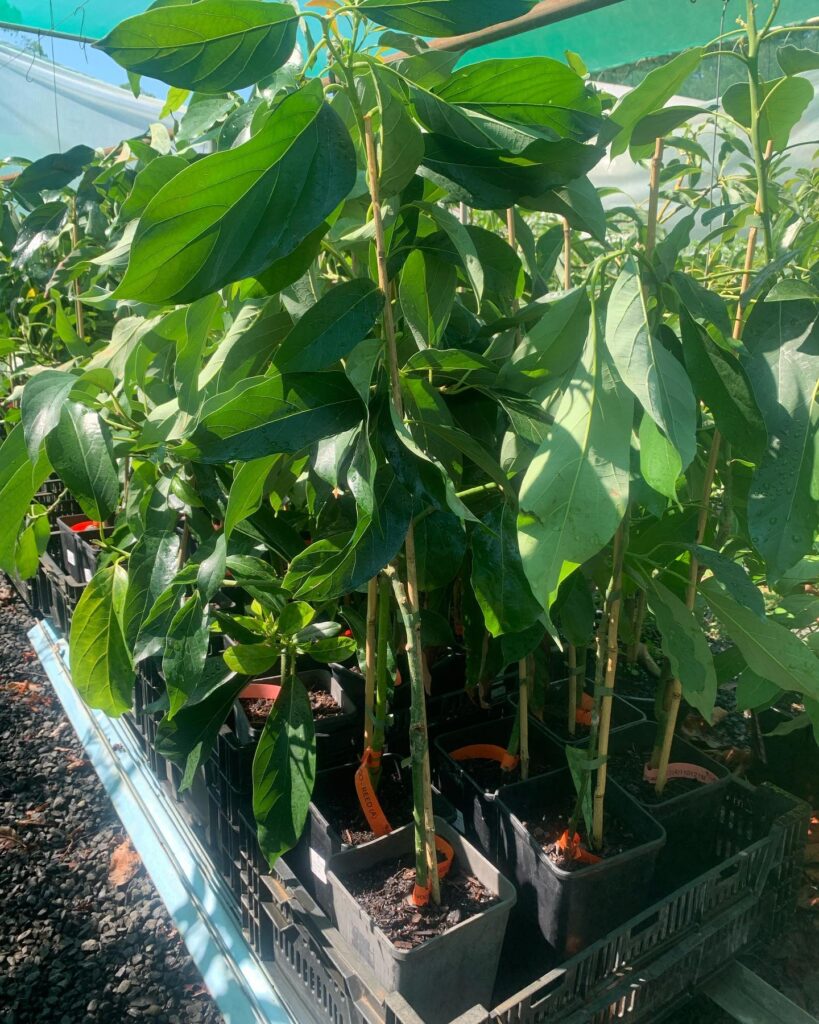 Lakeside Plants & Nursery