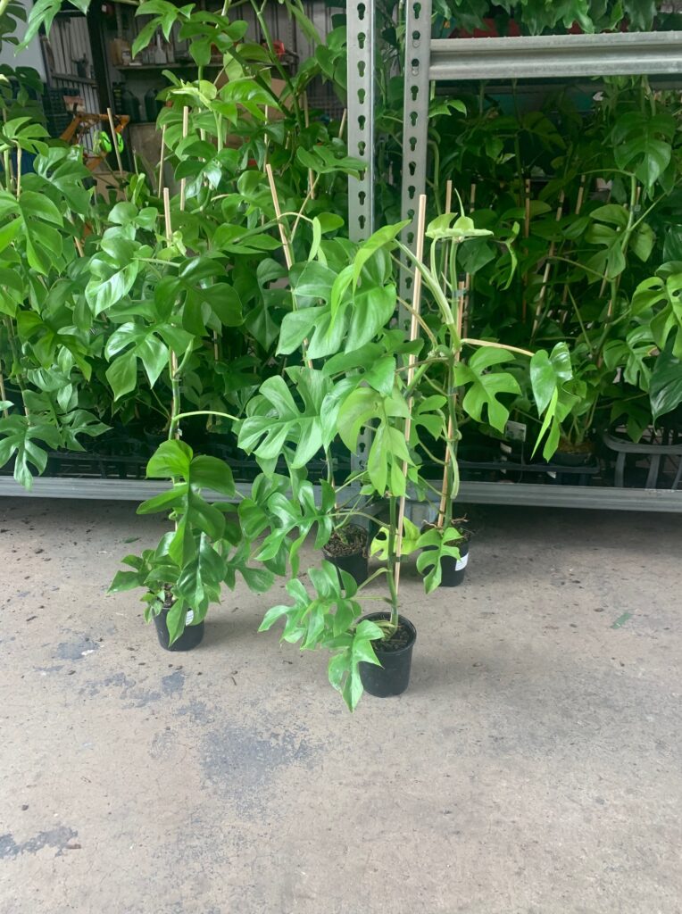 Lakeside Plants & Nursery