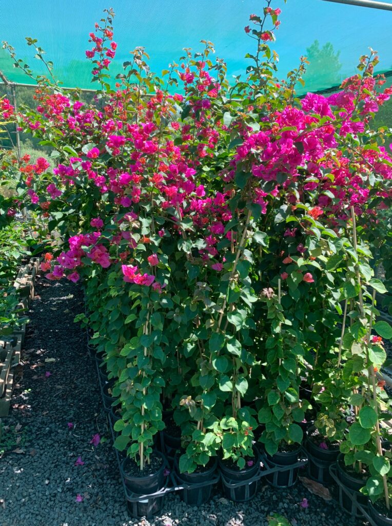 Lakeside Plants & Nursery