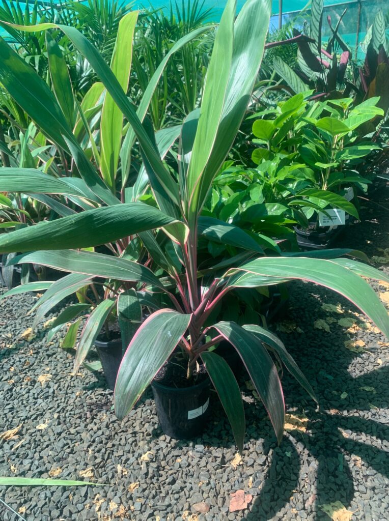 Lakeside Plants & Nursery