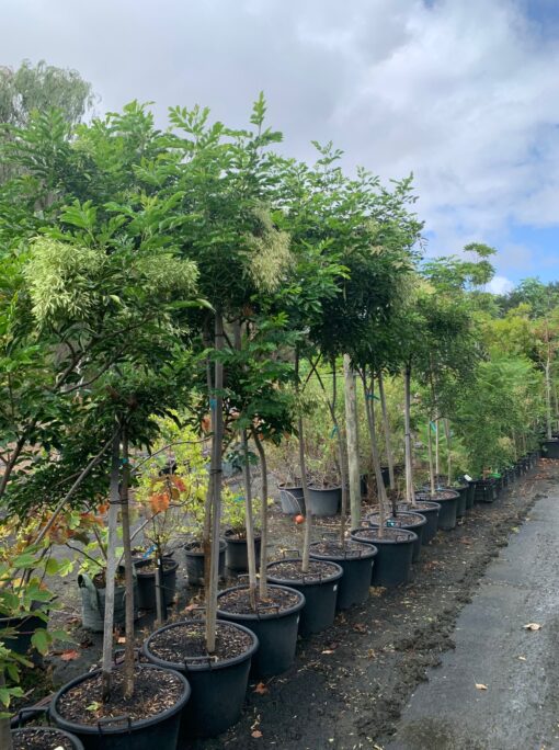 Fraxinus Griffithii -Evergreen Flowering Ash