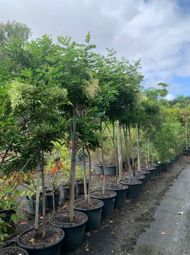 Fraxinus Griffithii Evergreen Flowering Ash Lakeside Plants & Nursery