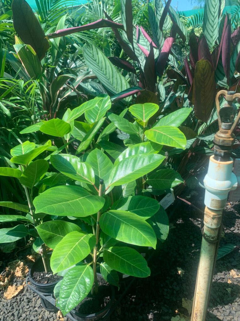 Lakeside Plants & Nursery