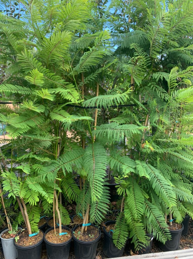 Lakeside Plants & Nursery