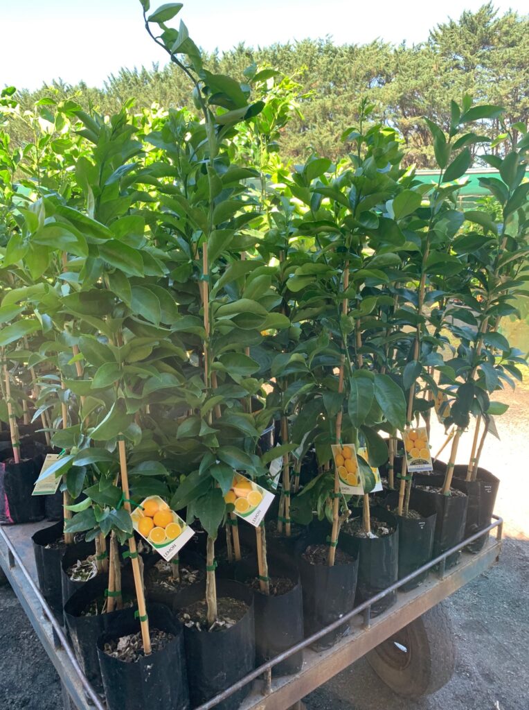 Lakeside Plants & Nursery