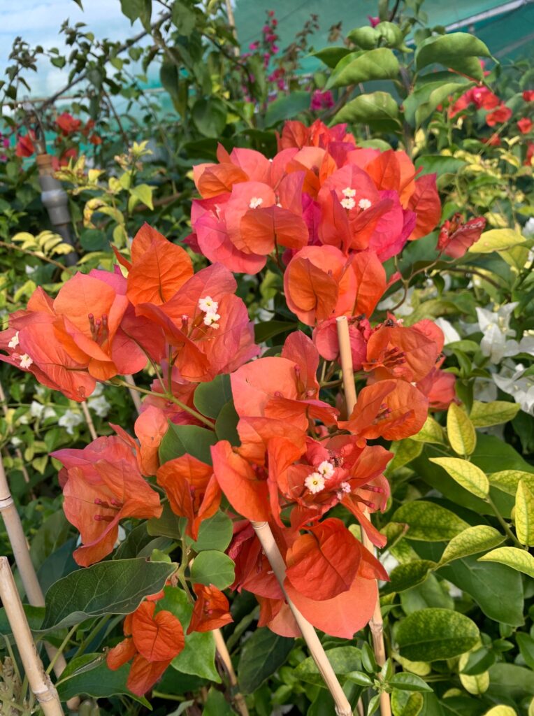 Lakeside Plants & Nursery