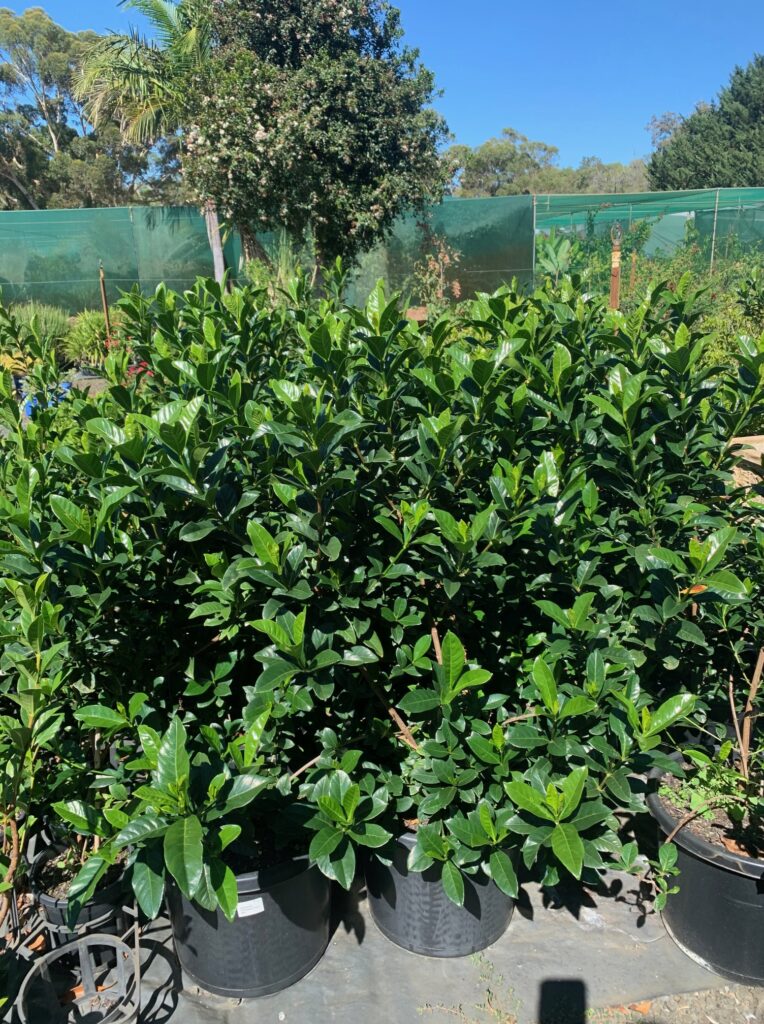 Lakeside Plants & Nursery