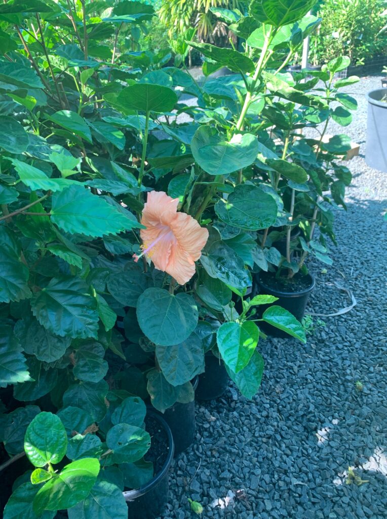 Lakeside Plants & Nursery