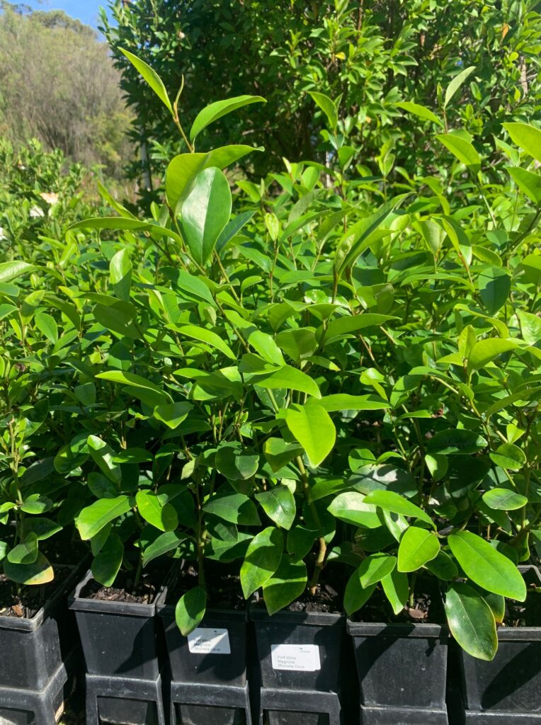 Lakeside Plants & Nursery