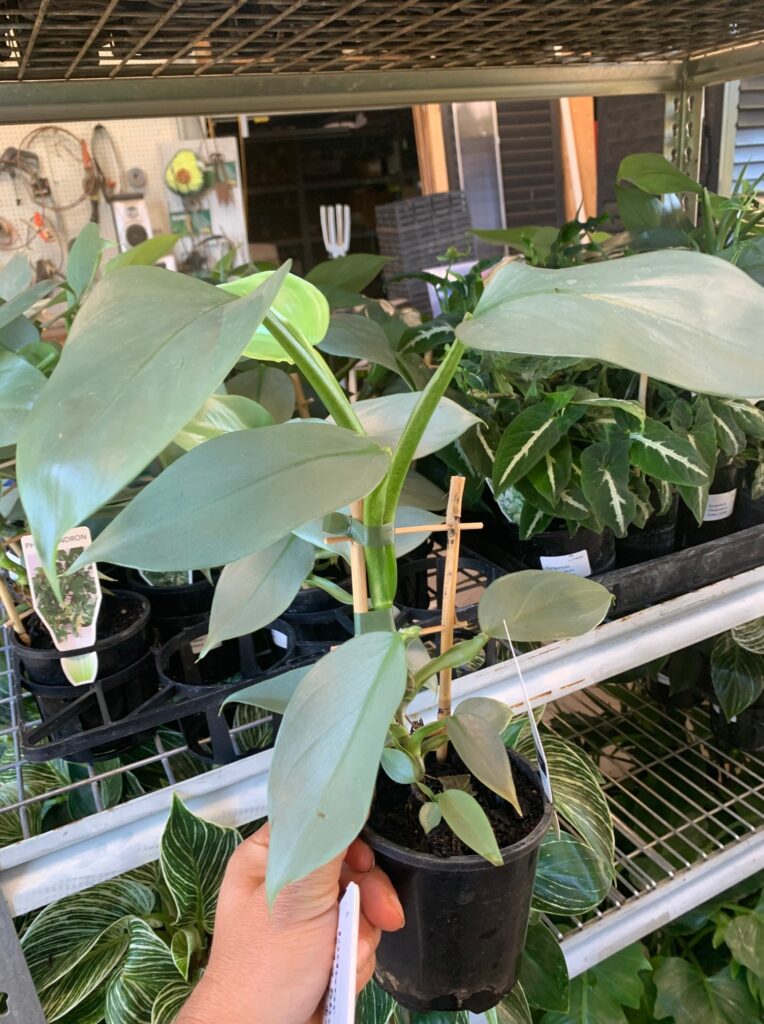 Lakeside Plants & Nursery