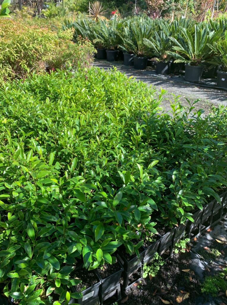 Lakeside Plants & Nursery