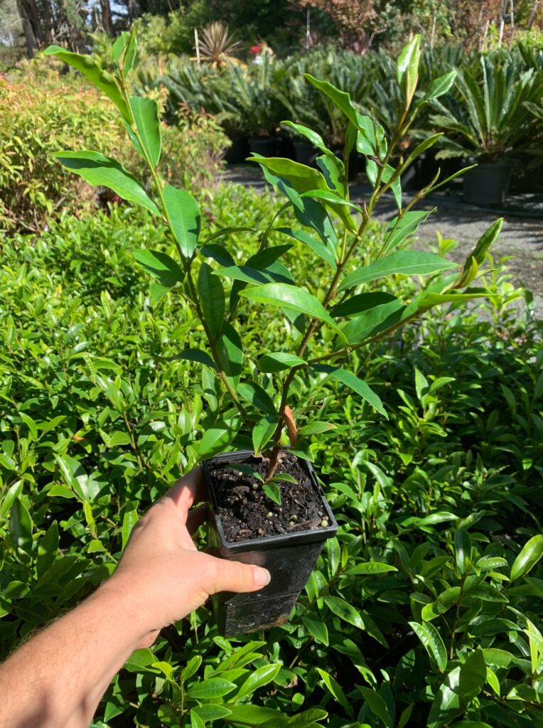 Lakeside Plants & Nursery