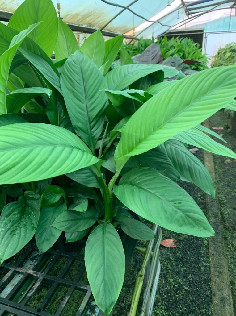 Lakeside Plants & Nursery