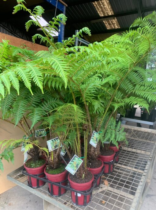Australian Tree Fern Lakeside Plants & Nursery