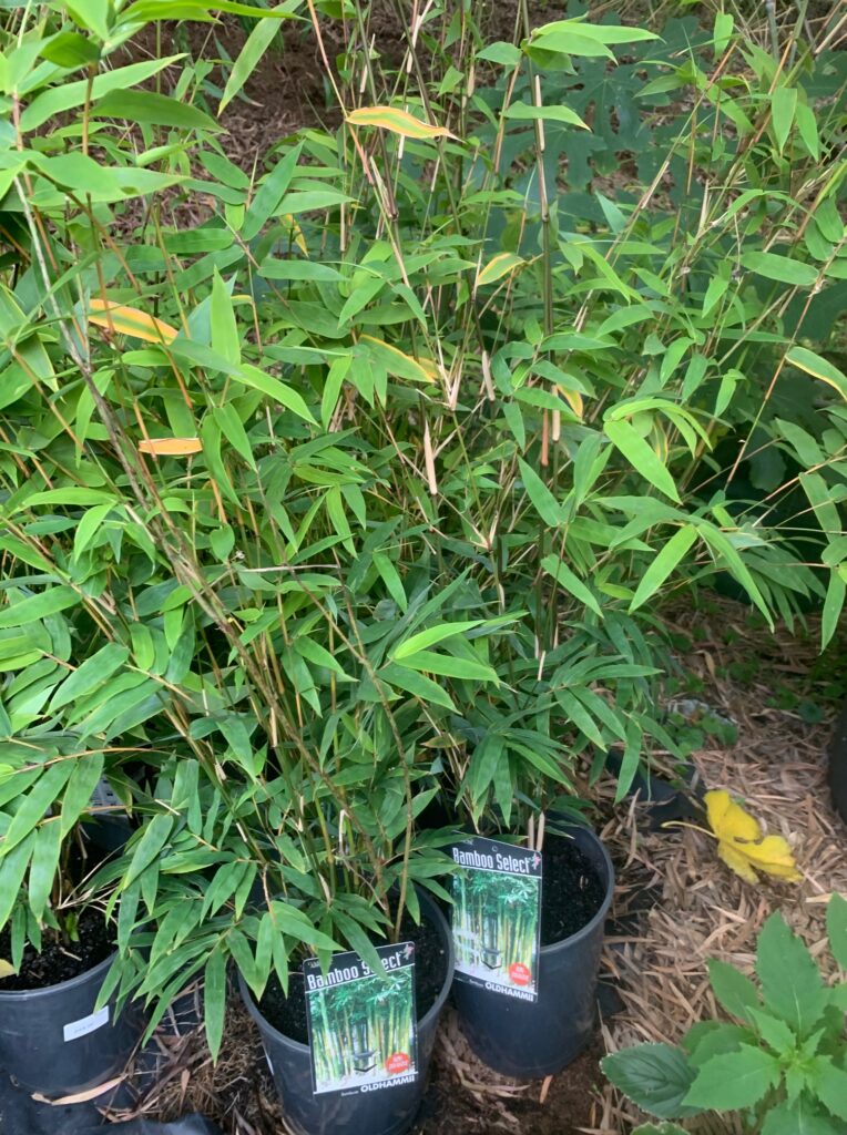 Lakeside Plants & Nursery