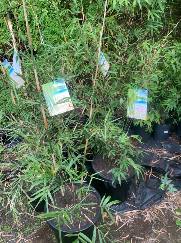 Lakeside Plants & Nursery