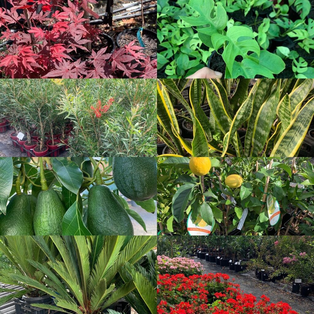 Lakeside Plants & Nursery