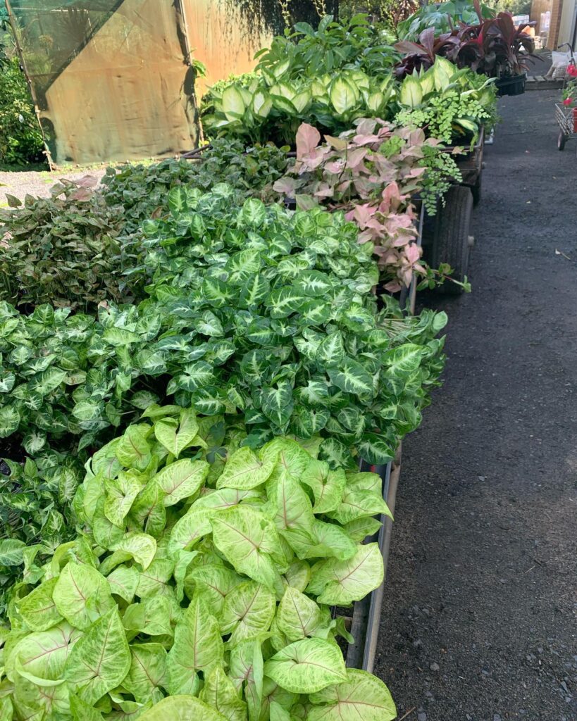 Lakeside Plants & Nursery