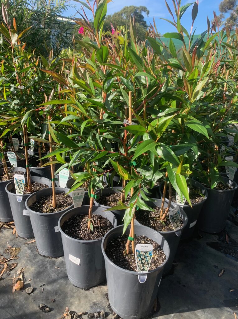 Lakeside Plants & Nursery