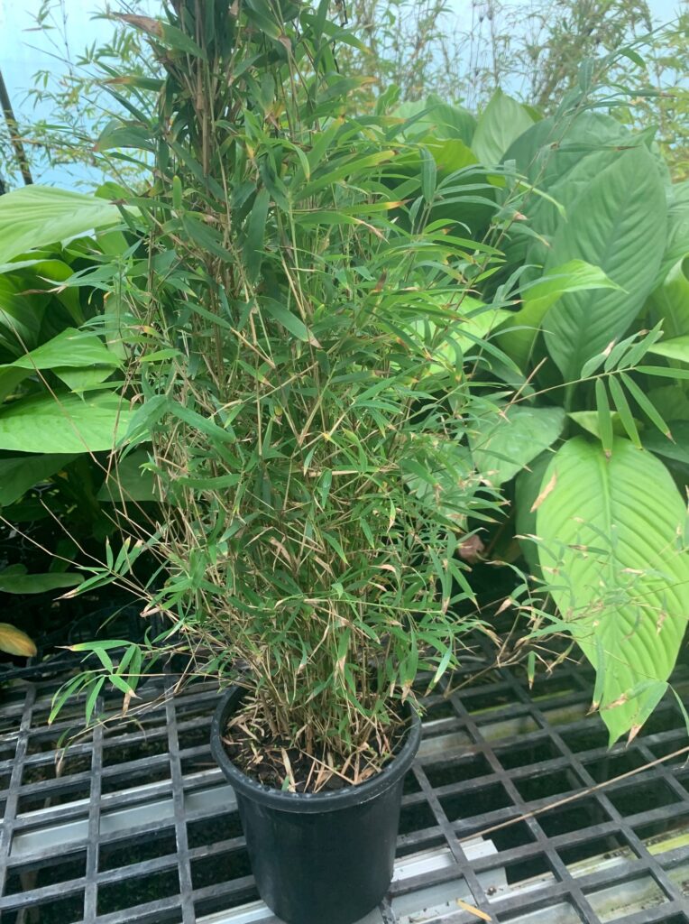 Lakeside Plants & Nursery