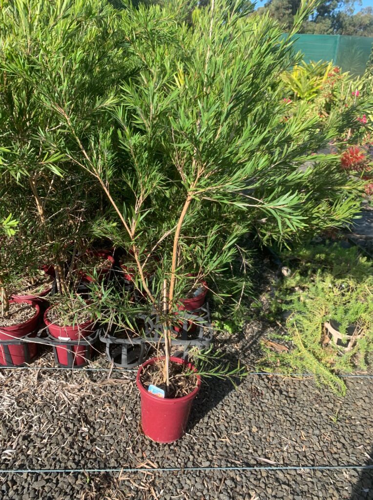 Lakeside Plants & Nursery