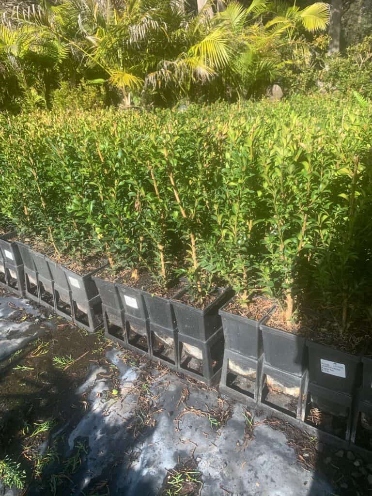 Lakeside Plants & Nursery