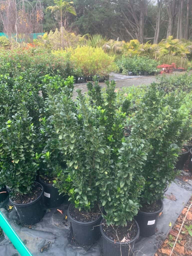 Lakeside Plants & Nursery