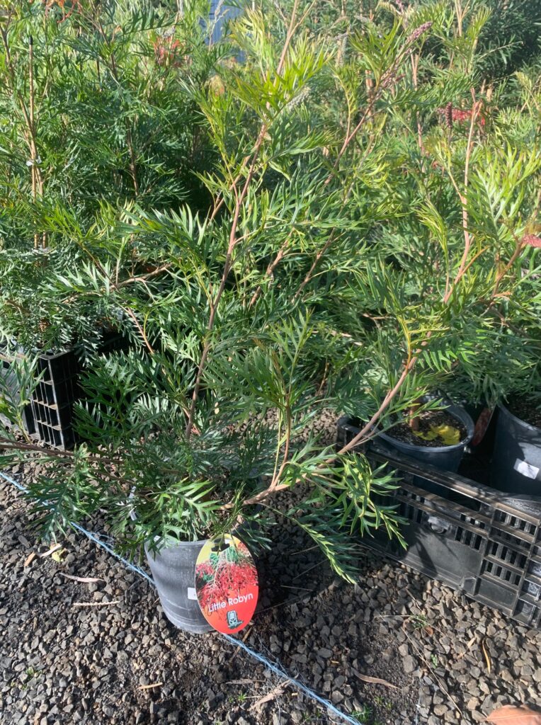Lakeside Plants & Nursery