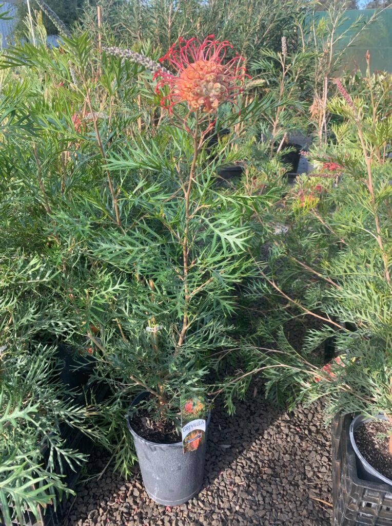 Lakeside Plants & Nursery