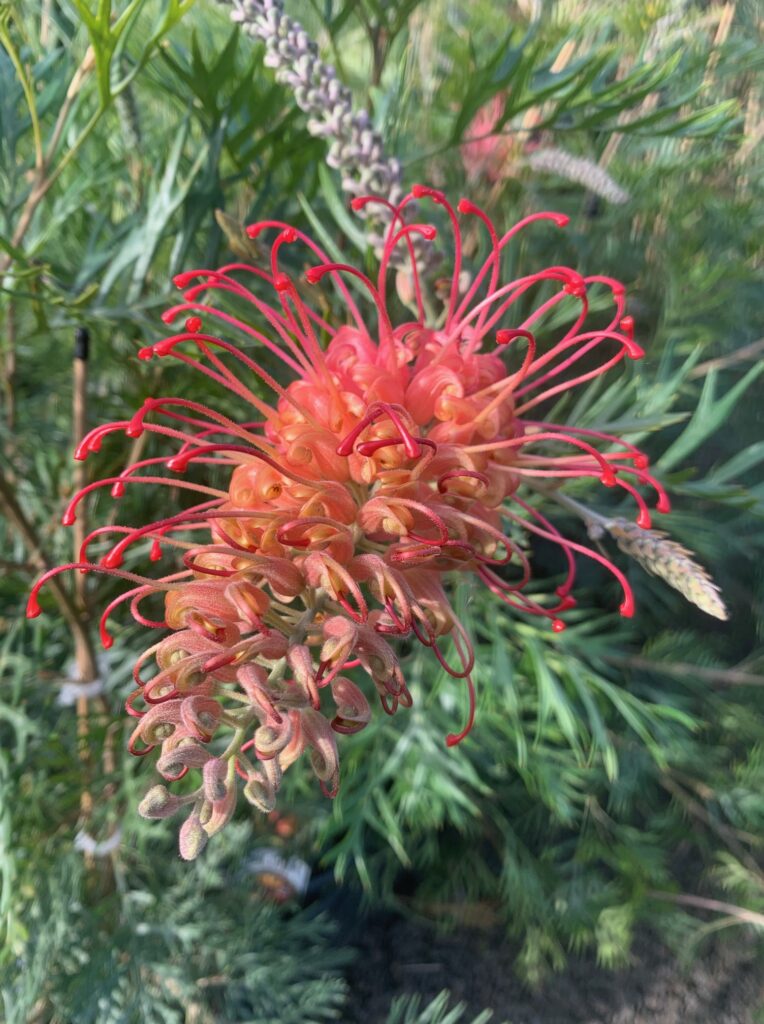 Lakeside Plants & Nursery