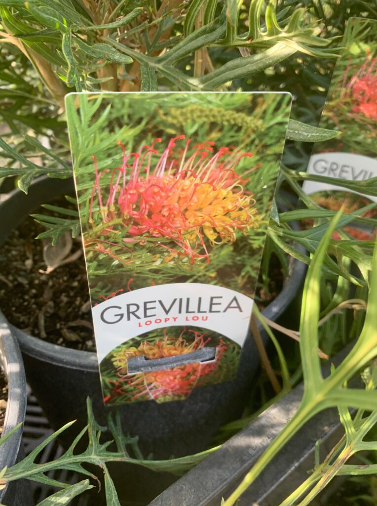 Lakeside Plants & Nursery