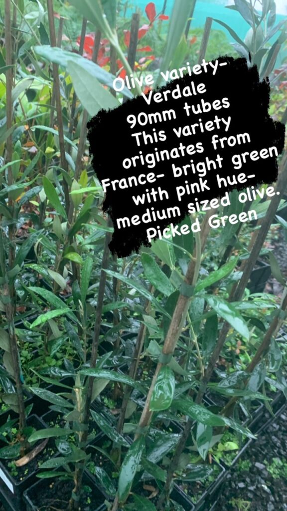 Lakeside Plants & Nursery