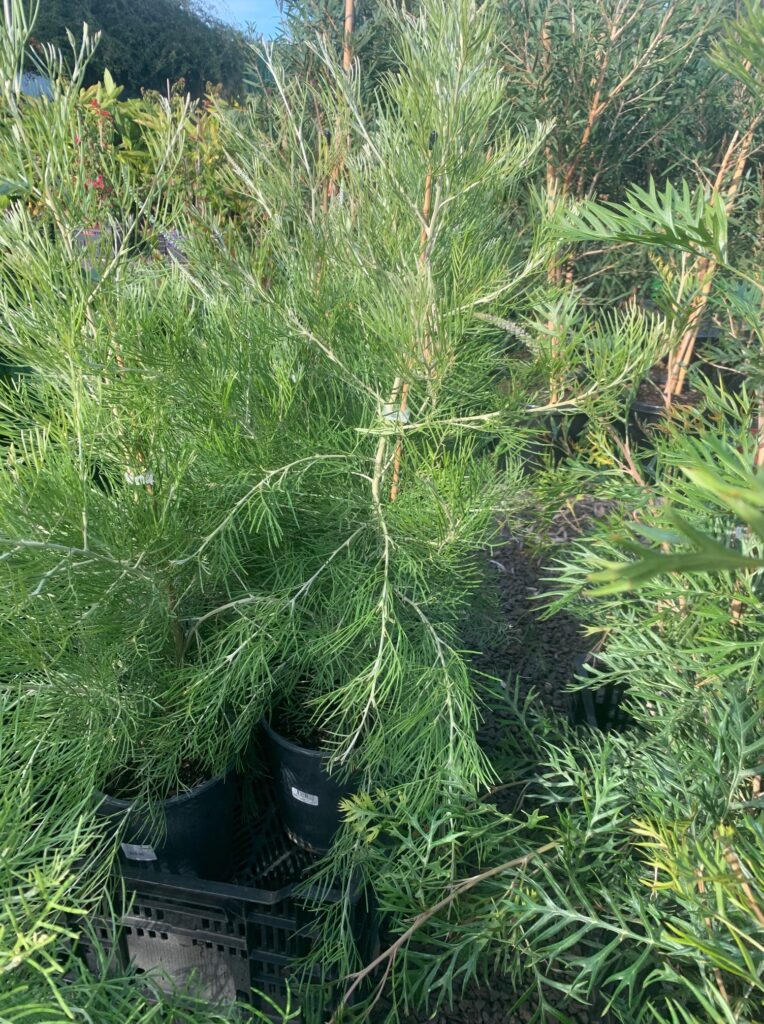 Lakeside Plants & Nursery