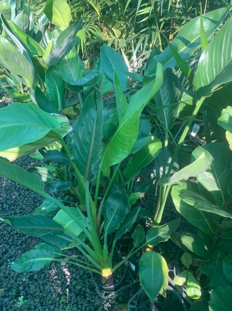 Lakeside Plants & Nursery