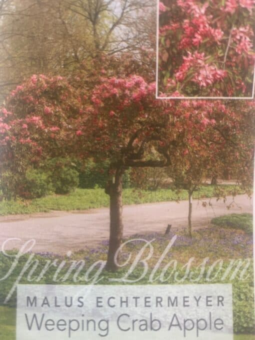 Malus Echtermeyer Weeping Crab Apple