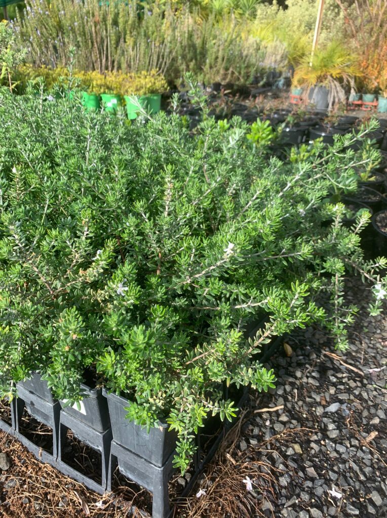 Lakeside Plants & Nursery