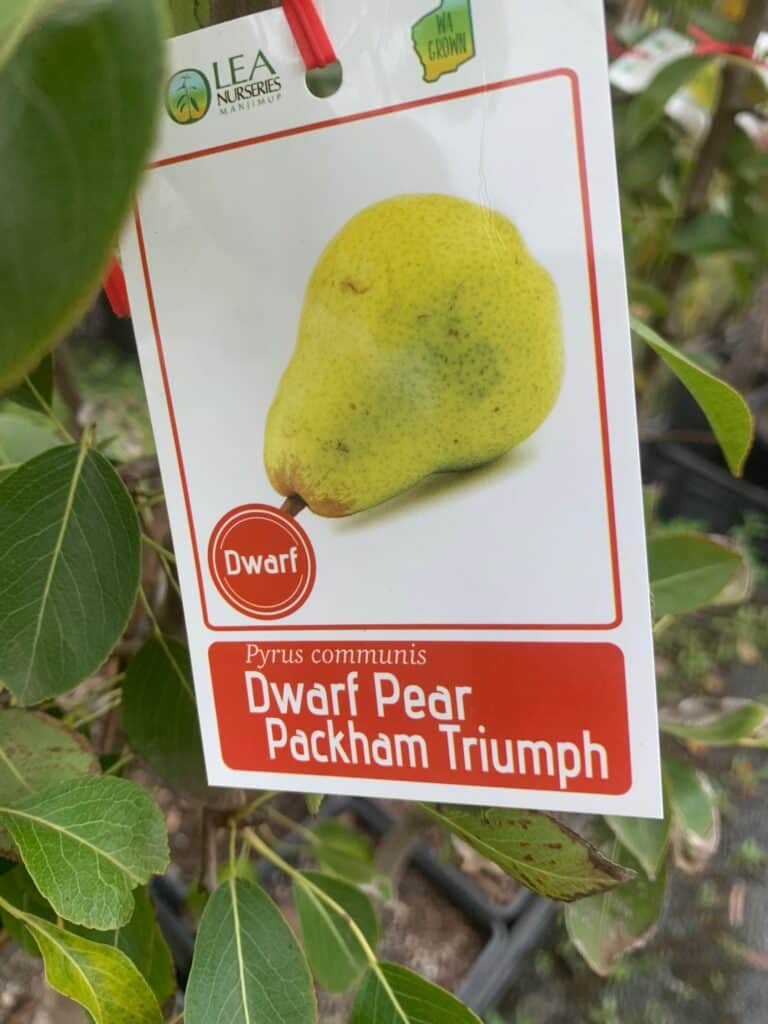 Lakeside Plants & Nursery