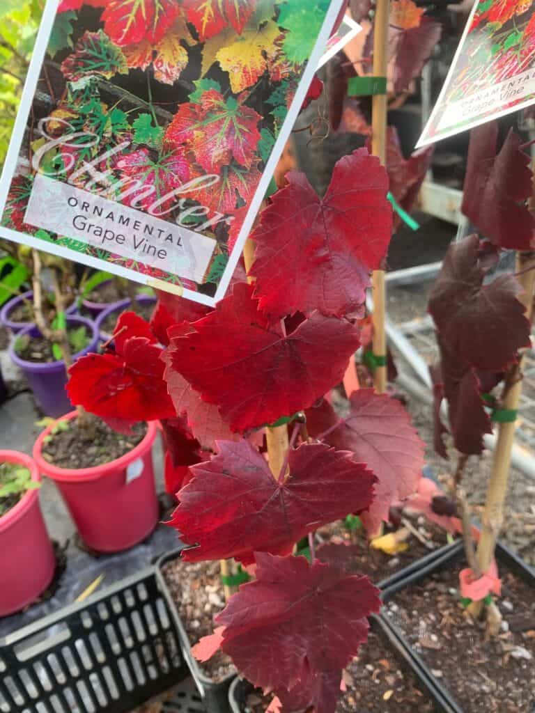 Ornamental Grape Vine Lakeside Plants & Nursery