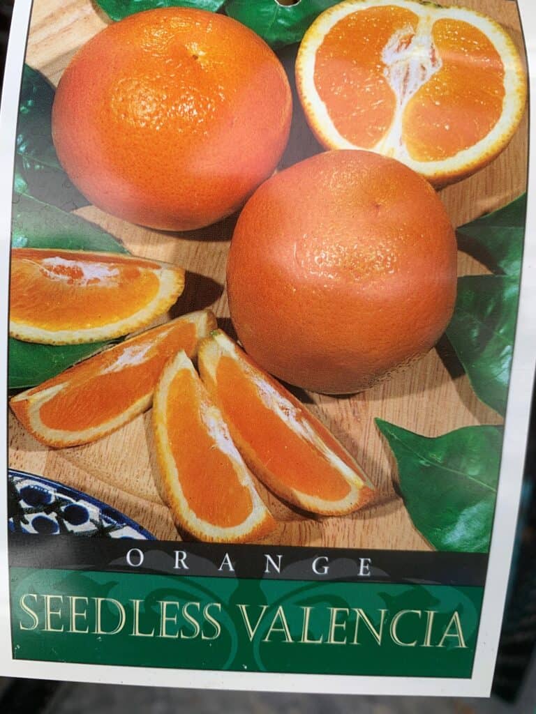 Lakeside Plants & Nursery