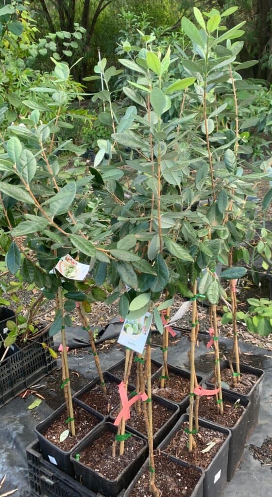 Lakeside Plants & Nursery