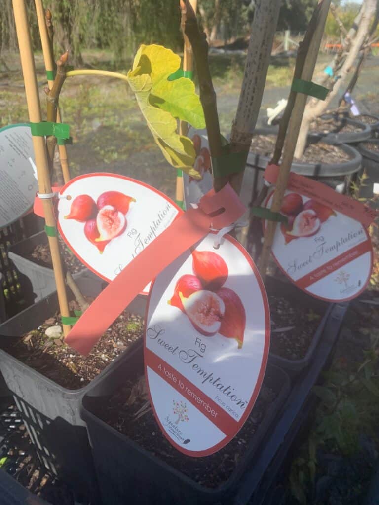 Lakeside Plants & Nursery