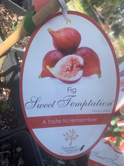 Fig Sweet Temptation