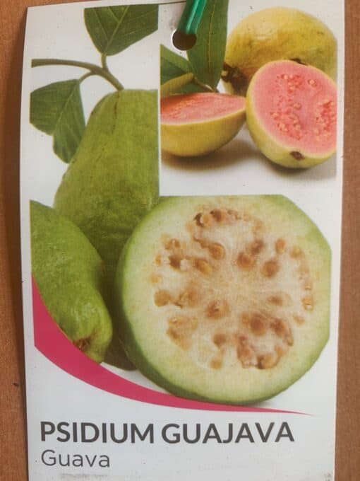 Psidium Guajava
