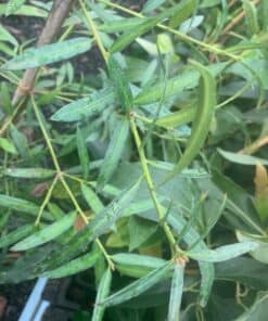 Podocarpus elatus folige