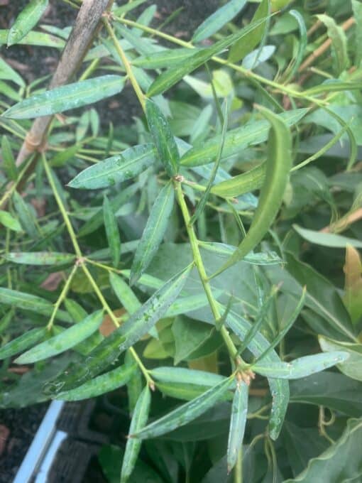 Podocarpus elatus folige
