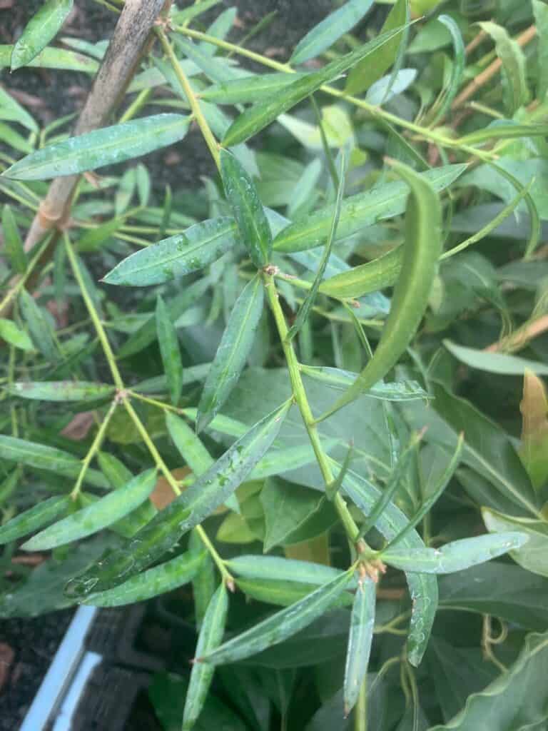 Lakeside Plants & Nursery