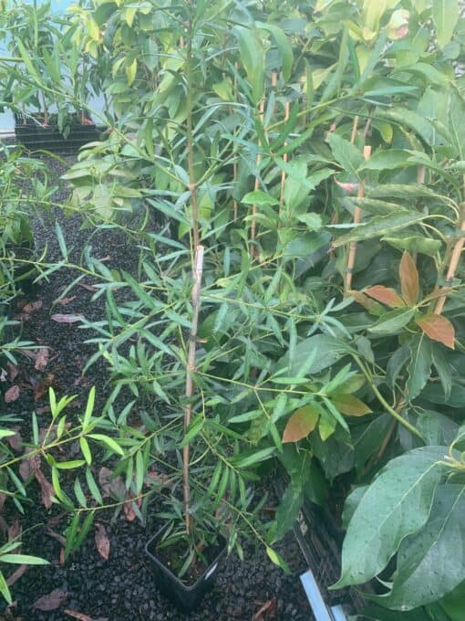 Illawarra Plum Tree