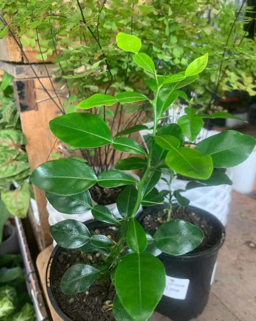 Lakeside Plants & Nursery