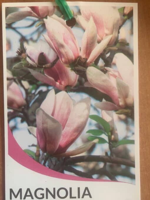 Magnolia x Soulangeana