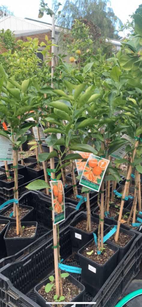 Lakeside Plants & Nursery